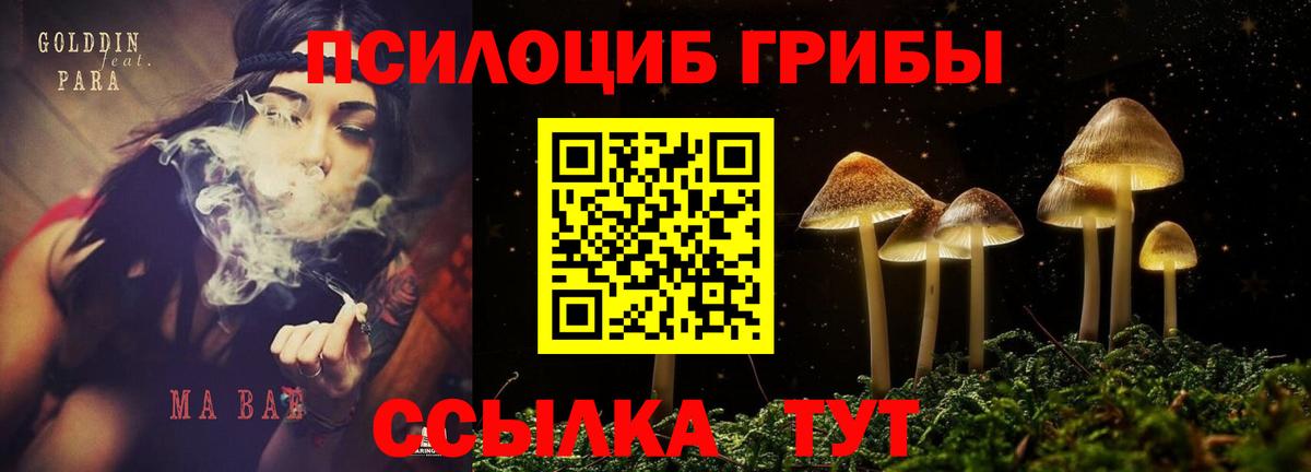 Псилоцибиновые грибы Cubensis Усть-Джегута